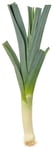 Blaðlaukur