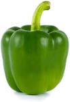 Paprika græn holland