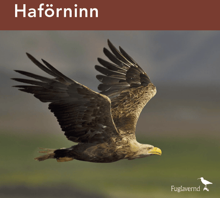 Haförninn