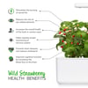 Click and Grow Smart Garden Áfylling 3-pack - Jarðarber (Wild Strawberry)