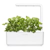 Click and Grow Smart Garden Áfylling 3-pack Kóríander - (Cilantro eða Coriander)