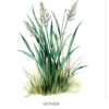 Vetiver Ilmkjarnaolía Relaxation Centre Collection 10 ml
