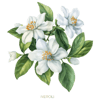 Neroli Ilmkjarnaolía Relaxation Centre Collection 10 ml