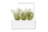 Click and Grow Smart Garden Áfylling 3-pack - Timjan (thyme)
