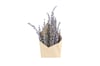 Lavender Strá