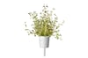 Click and Grow Smart Garden Áfylling 3-pack - Timjan (thyme)