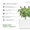 Click and Grow Smart Garden Áfylling 3-pack - Fjólublár Eld Pipar (Purple Chili Pepper)