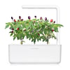 Click and Grow Smart Garden Áfylling 3-pack - Fjólublár Eld Pipar (Purple Chili Pepper)