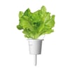 Click and Grow Smart Garden Áfylling 3-pack - Grænkál (Green Lettuce)