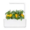 Click and Grow Smart Garden Áfylling 3-pack - Gul sæt paprika (Yellow Sweet Peppers)