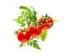 Click and Grow Smart Garden Áfylling 3-pack - Kirsuberja tómatar (Mini Tomato)