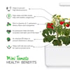 Click and Grow Smart Garden Áfylling 3-pack - Kirsuberja tómatar (Mini Tomato)