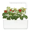 Click and Grow Smart Garden Áfylling 3-pack - Kirsuberja tómatar (Mini Tomato)