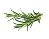 Click and Grow Smart Garden Áfylling 3-pack - Rósmarín (Rosemary)