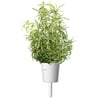 Click and Grow Smart Garden Áfylling 3-pack - Rósmarín (Rosemary)