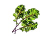 Click and Grow Smart Garden Áfylling 3-pack - Rautt Kál (Red Kale)