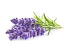 Click and Grow Smart Garden Áfylling 3-pack - Lavender (Lofnarblóm)