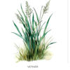 Vetiver Ilmkjarnaolía Relaxation Centre Collection 10 ml