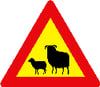Sauðfé