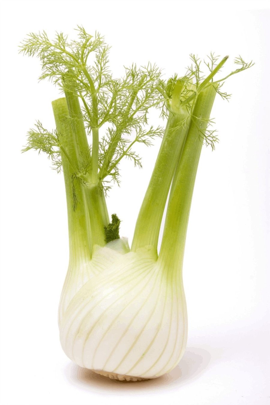 Fennel holland
