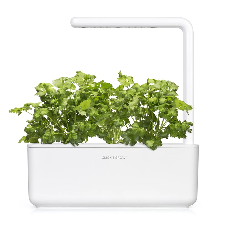 Click and Grow Smart Garden Áfylling 3-pack Kóríander - (Cilantro eða Coriander)
