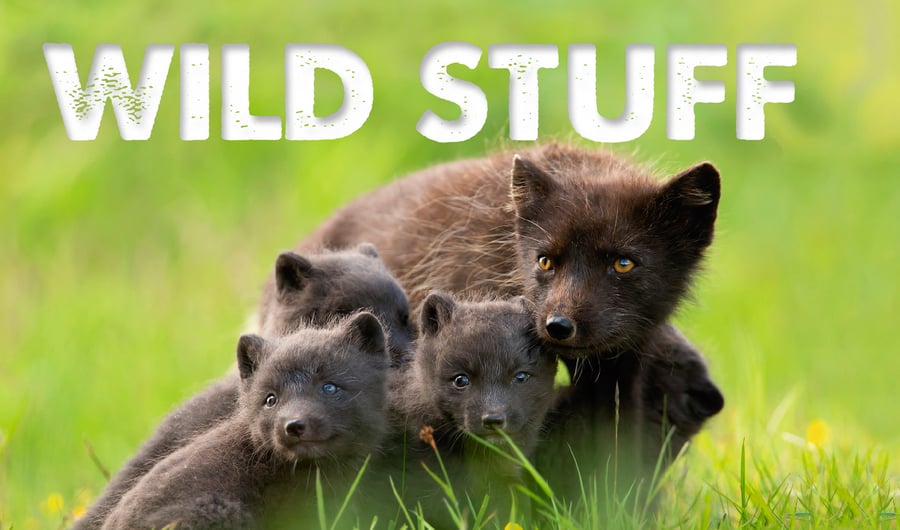 Wild Stuff