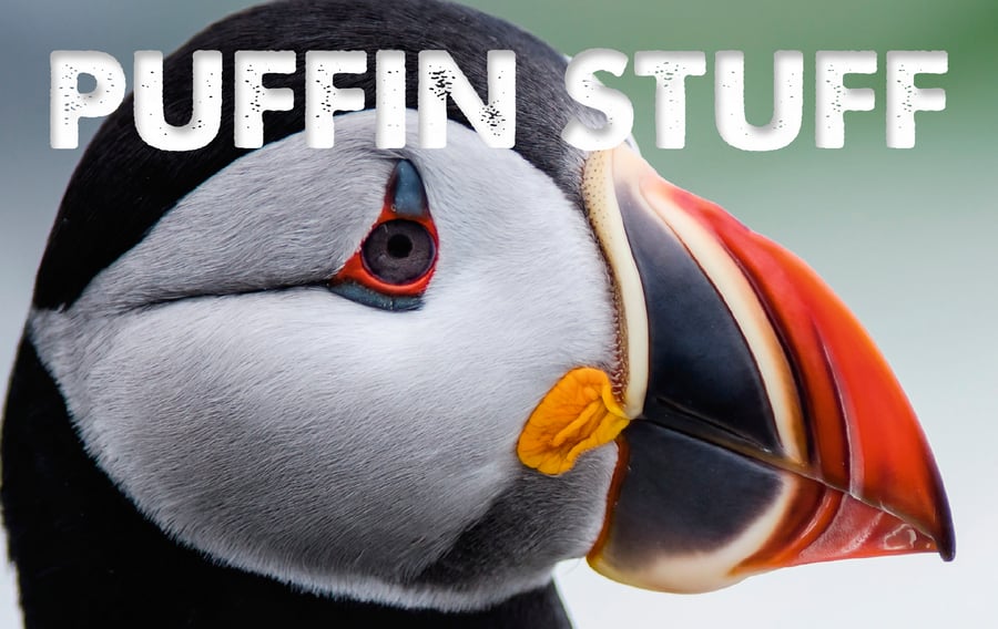 Puffin Stuff