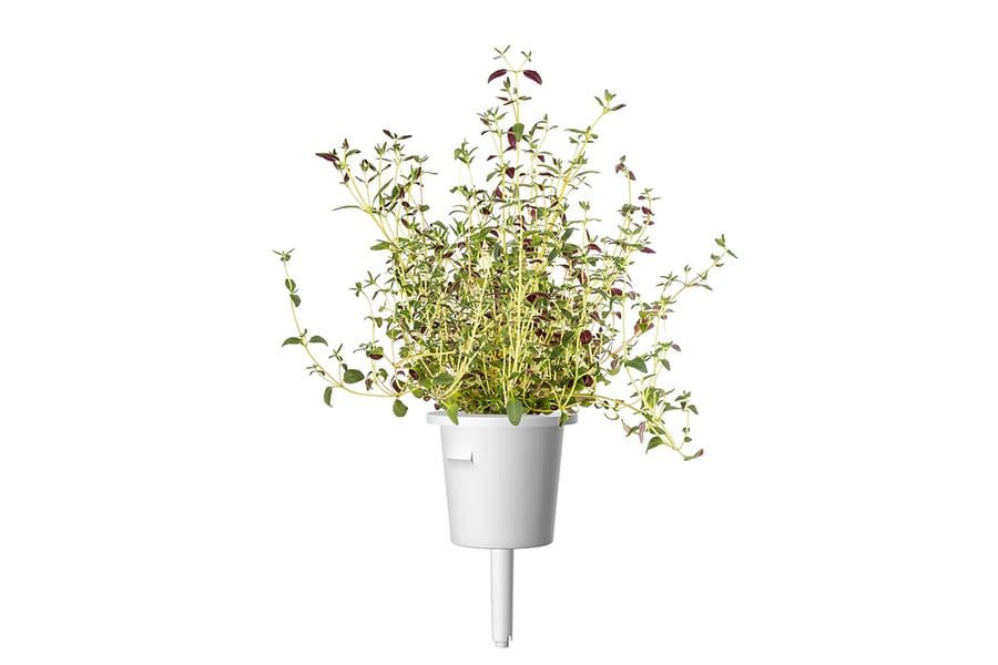 Click and Grow Smart Garden Áfylling 3-pack - Timjan (thyme)