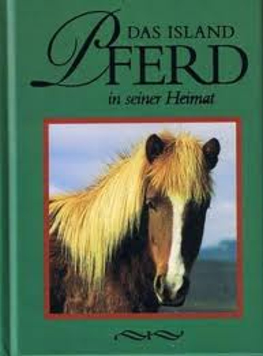 Icelandic Horse in home - þýs