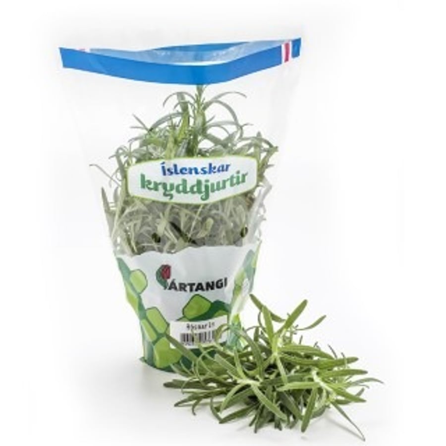 Ártangi rósmarín í potti