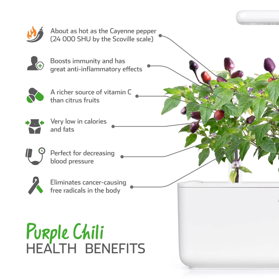 Click and Grow Smart Garden Áfylling 3-pack - Fjólublár Eld Pipar (Purple Chili Pepper)