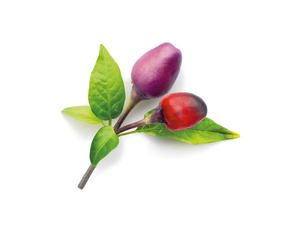 Click and Grow Smart Garden Áfylling 3-pack - Fjólublár Eld Pipar (Purple Chili Pepper)