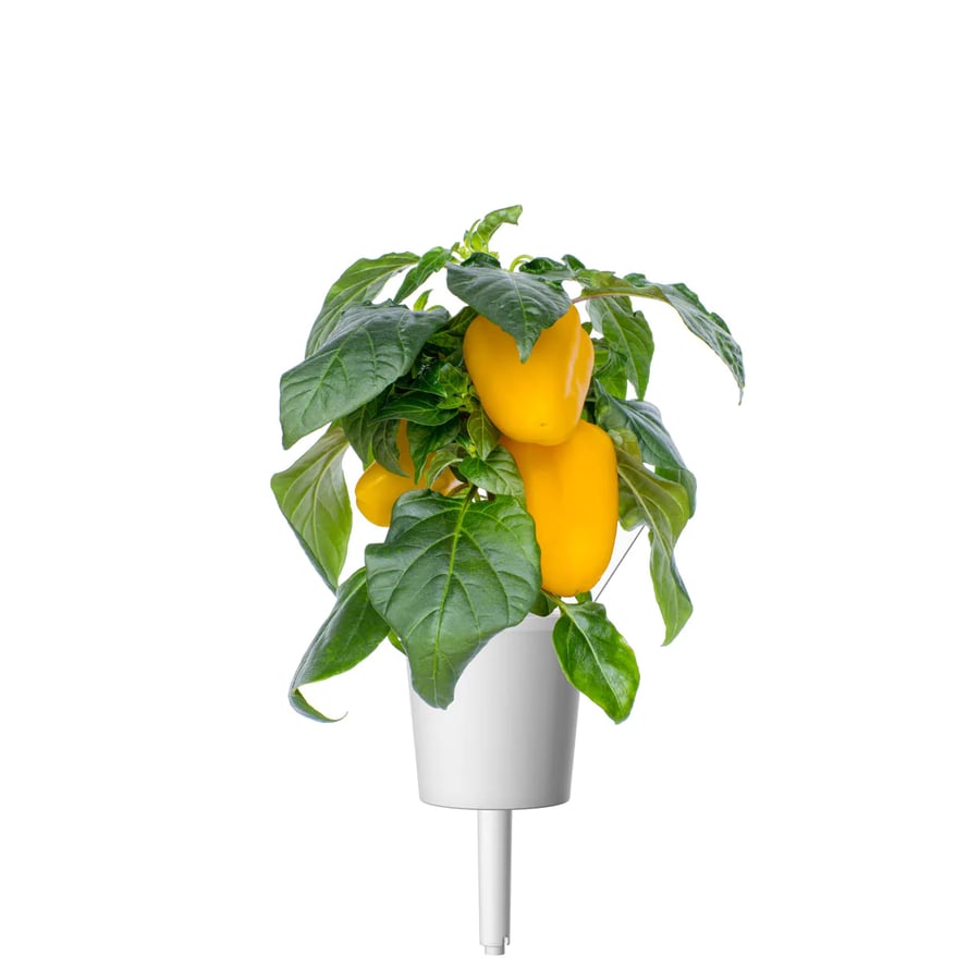 Click and Grow Smart Garden Áfylling 3-pack - Gul sæt paprika (Yellow Sweet Peppers)