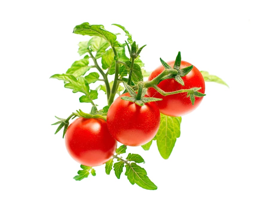 Click and Grow Smart Garden Áfylling 3-pack - Kirsuberja tómatar (Mini Tomato)