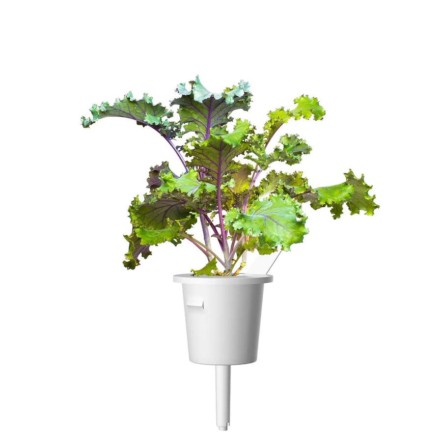 Click and Grow Smart Garden Áfylling 3-pack - Rautt Kál (Red Kale)