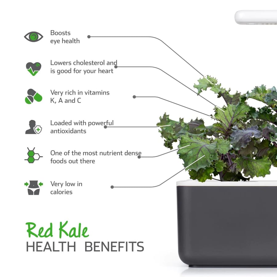 Click and Grow Smart Garden Áfylling 3-pack - Rautt Kál (Red Kale)