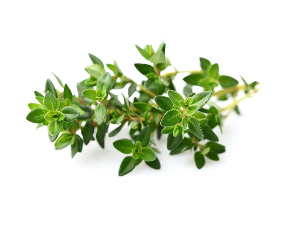 Click and Grow Smart Garden Áfylling 3-pack - Timjan (thyme)