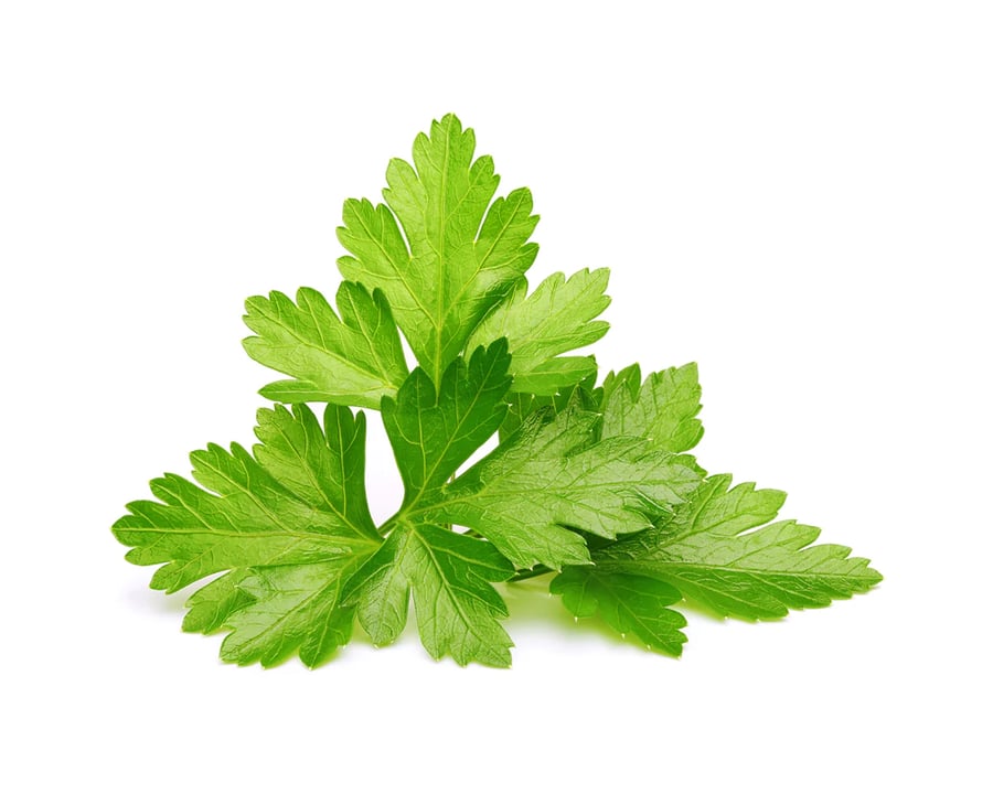 Click and Grow Smart Garden Áfylling 3-pack Kóríander - (Cilantro eða Coriander)