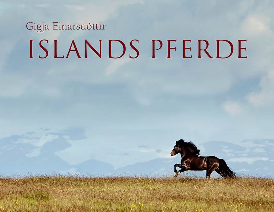Islands Pferde