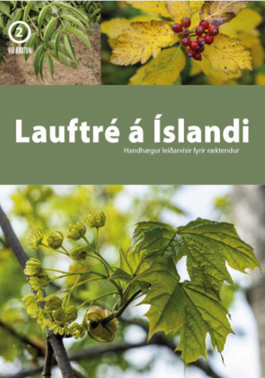 Lauftré á Íslandi