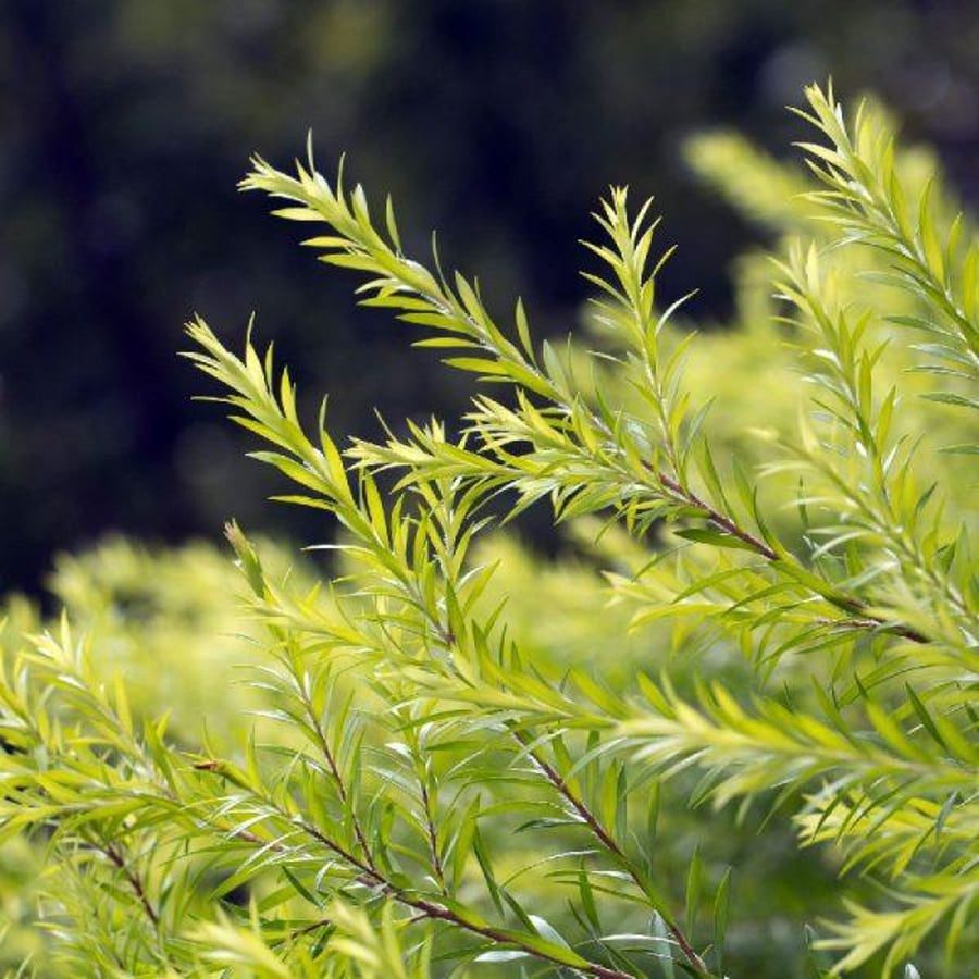 Escenti Tea Tree krem 28 gr