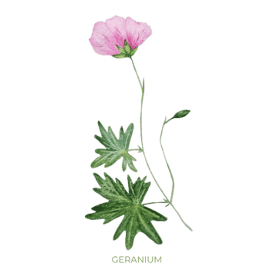 Geranium Ilmkjarnaolía Relaxation Centre Collection 10 ml