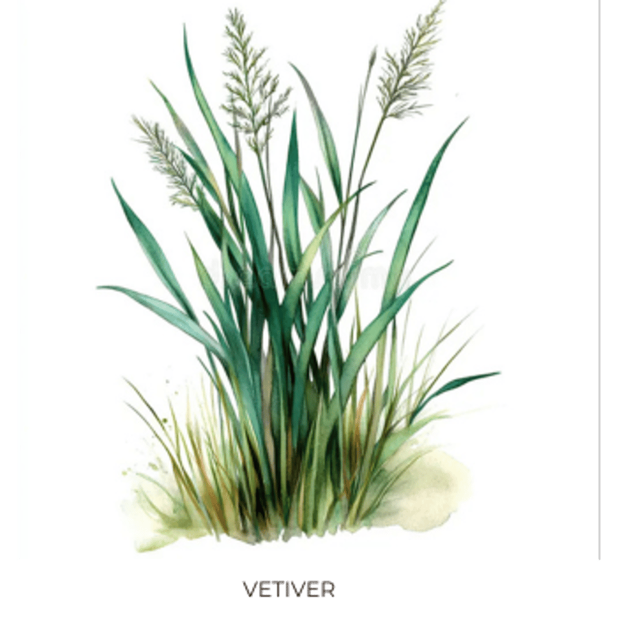 Vetiver Ilmkjarnaolía Relaxation Centre Collection 10 ml