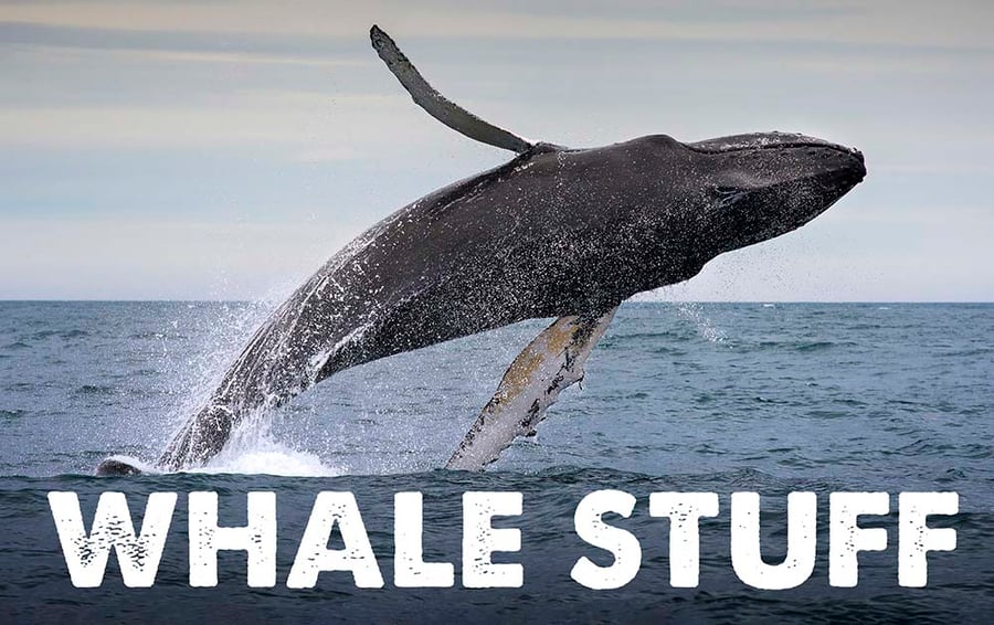 Whale Stuff